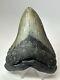 Megalodon Shark Tooth 5.11 Beautiful Thick Fossil Authentic 18069