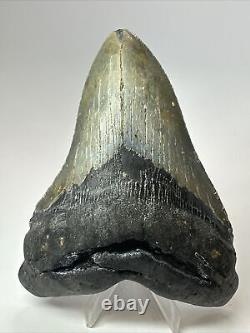 Megalodon Shark Tooth 5.11 Beautiful Thick Fossil Authentic 18069