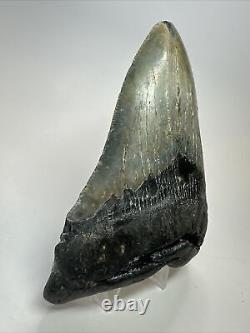 Megalodon Shark Tooth 5.11 Beautiful Thick Fossil Authentic 18069