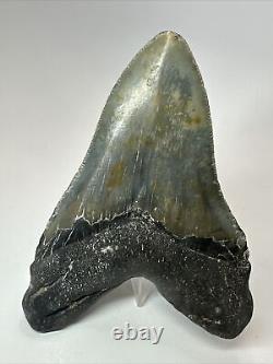 Megalodon Shark Tooth 5.11 Beautiful Thick Fossil Authentic 18069