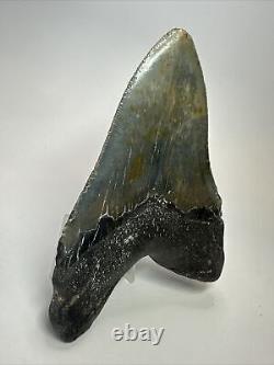 Megalodon Shark Tooth 5.11 Beautiful Thick Fossil Authentic 18069