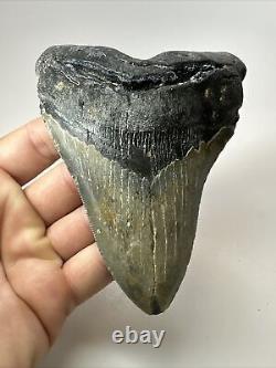 Megalodon Shark Tooth 5.11 Beautiful Thick Fossil Authentic 18069