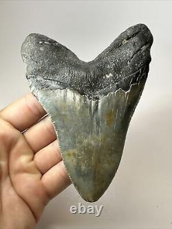 Megalodon Shark Tooth 5.11 Beautiful Thick Fossil Authentic 18069