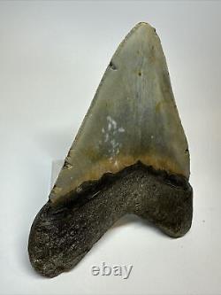Megalodon Shark Tooth 5.11 Big Wide Fossil Authentic 17166