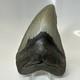 Megalodon Shark Tooth 5.11 Inch Curved Unique Fossil Authentic Rare 20744