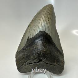 Megalodon Shark Tooth 5.11 Inch Curved Unique Fossil Authentic Rare 20744