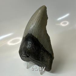 Megalodon Shark Tooth 5.11 Inch Curved Unique Fossil Authentic Rare 20744