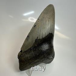 Megalodon Shark Tooth 5.11 Inch Curved Unique Fossil Authentic Rare 20744