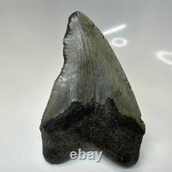 Megalodon Shark Tooth 5.11 Inch Curved Unique Fossil Authentic Rare 20744