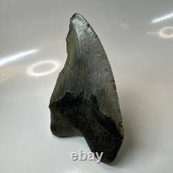 Megalodon Shark Tooth 5.11 Inch Curved Unique Fossil Authentic Rare 20744