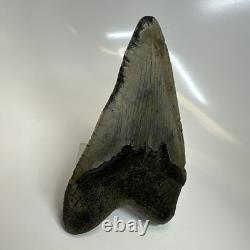 Megalodon Shark Tooth 5.11 Inch Curved Unique Fossil Authentic Rare 20744