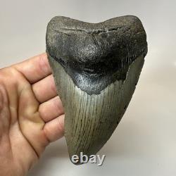 Megalodon Shark Tooth 5.11 Inch Curved Unique Fossil Authentic Rare 20744