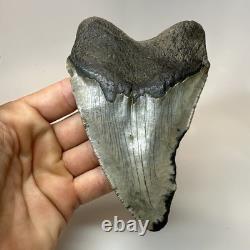 Megalodon Shark Tooth 5.11 Inch Curved Unique Fossil Authentic Rare 20744 Megalodon Shark Tooth 5.11 Inch Curved Unique Fossil Authentic Rare 20744