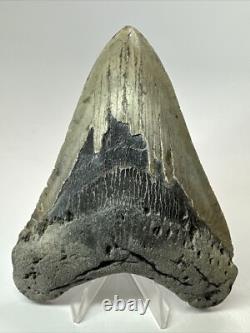 Megalodon Shark Tooth 5.11 inch Authentic Natural Fossil Big Real 18089