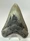 Megalodon Shark Tooth 5.11 Inch Authentic Natural Fossil Big Real 18089