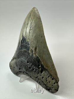 Megalodon Shark Tooth 5.11 inch Authentic Natural Fossil Big Real 18089