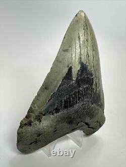 Megalodon Shark Tooth 5.11 inch Authentic Natural Fossil Big Real 18089