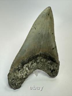 Megalodon Shark Tooth 5.11 inch Authentic Natural Fossil Big Real 18089