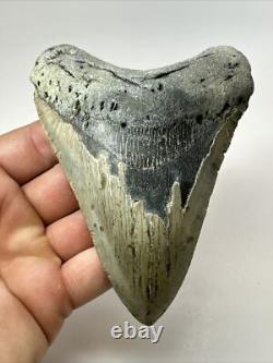 Megalodon Shark Tooth 5.11 inch Authentic Natural Fossil Big Real 18089
