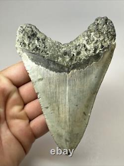 Megalodon Shark Tooth 5.11 inch Authentic Natural Fossil Big Real 18089
