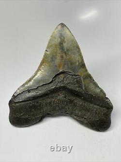 Megalodon Shark Tooth 5.12 Amazing Pathological Fossil Unique 7921