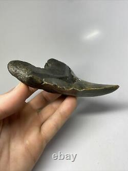 Megalodon Shark Tooth 5.12 Amazing Pathological Fossil Unique 7921
