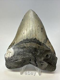 Megalodon Shark Tooth 5.12 Beautiful Natural Fossil Authentic 18838