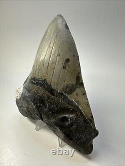 Megalodon Shark Tooth 5.12 Beautiful Natural Fossil Authentic 18838