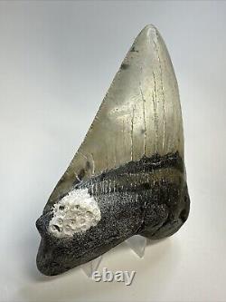 Megalodon Shark Tooth 5.12 Beautiful Natural Fossil Authentic 18838