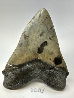 Megalodon Shark Tooth 5.12 Beautiful Natural Fossil Authentic 18838