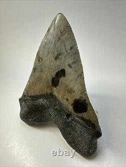 Megalodon Shark Tooth 5.12 Beautiful Natural Fossil Authentic 18838