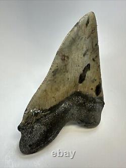 Megalodon Shark Tooth 5.12 Beautiful Natural Fossil Authentic 18838