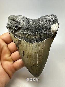 Megalodon Shark Tooth 5.12 Beautiful Natural Fossil Authentic 18838