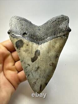 Megalodon Shark Tooth 5.12 Beautiful Natural Fossil Authentic 18838