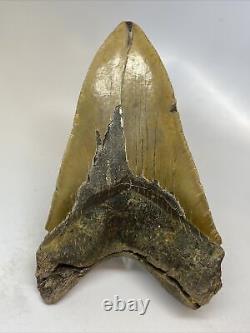Megalodon Shark Tooth 5.12 Thick Lower Jaw Natural Fossil 15485