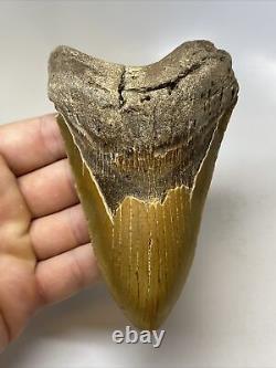 Megalodon Shark Tooth 5.12 Thick Lower Jaw Natural Fossil 15485