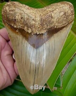 Megalodon Shark Tooth 5 & 13/16 in. MUSEUM QUALITY RARE LOCATION REAL