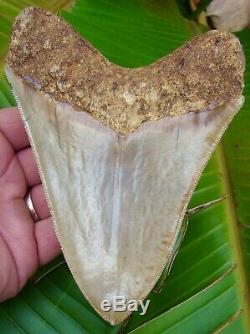 Megalodon Shark Tooth 5 & 13/16 in. MUSEUM QUALITY RARE LOCATION REAL