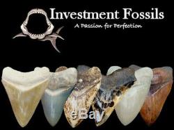 Megalodon Shark Tooth 5 & 13/16 in. MUSEUM QUALITY RARE LOCATION REAL