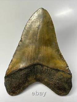 Megalodon Shark Tooth 5.13 Amazing Natural Fossil Real 10616