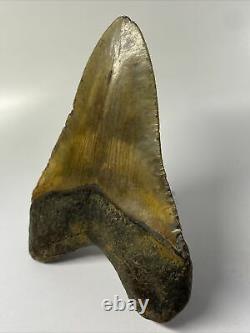 Megalodon Shark Tooth 5.13 Amazing Natural Fossil Real 10616