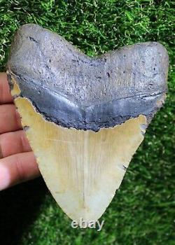 Megalodon Shark Tooth 5.13 Extinct Fossil Authentic NOT RESTORED (WT5-248)