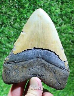 Megalodon Shark Tooth 5.13 Extinct Fossil Authentic NOT RESTORED (WT5-248)