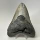Megalodon Shark Tooth 5.13 Inch Huge Authentic Fossil Natural Teeth 20009