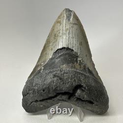Megalodon Shark Tooth 5.13 Inch Huge Authentic Fossil Natural Teeth 20009