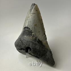 Megalodon Shark Tooth 5.13 Inch Huge Authentic Fossil Natural Teeth 20009