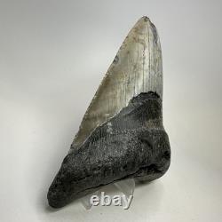 Megalodon Shark Tooth 5.13 Inch Huge Authentic Fossil Natural Teeth 20009