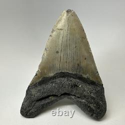 Megalodon Shark Tooth 5.13 Inch Huge Authentic Fossil Natural Teeth 20009