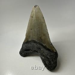 Megalodon Shark Tooth 5.13 Inch Huge Authentic Fossil Natural Teeth 20009