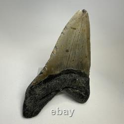 Megalodon Shark Tooth 5.13 Inch Huge Authentic Fossil Natural Teeth 20009
